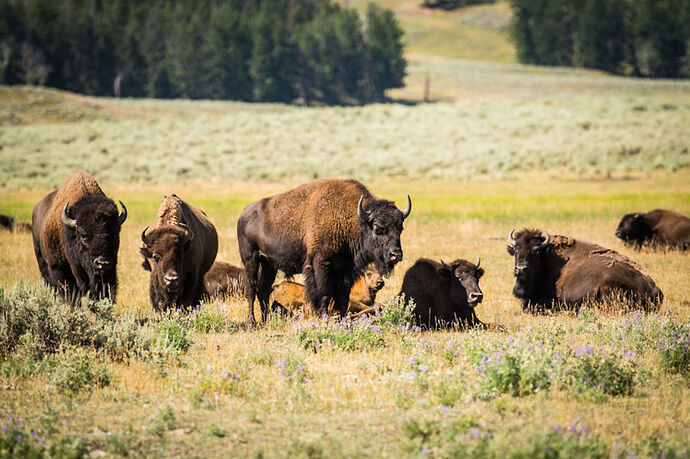 Dimanche 30 Juillet – Lamar Valley – Bear Tooth Hwy - darth