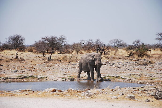 Récit d'un merveilleux voyage en Namibie j3 - llce