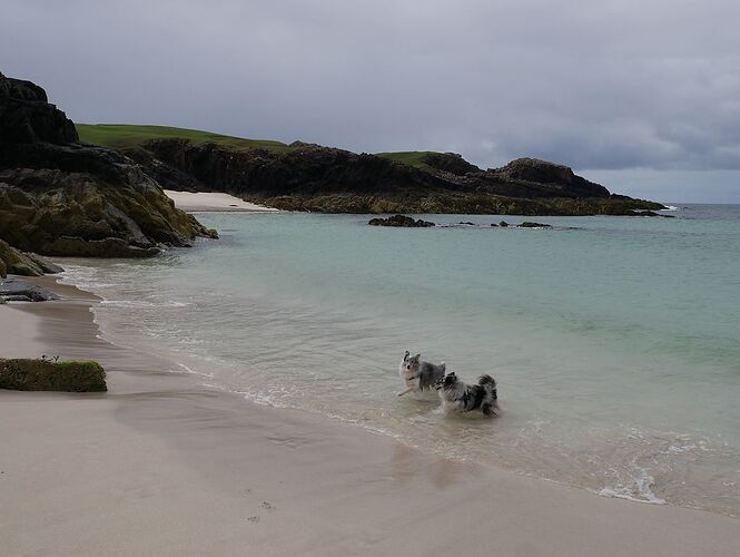 Re: 24 jours en Ecosse jusqu'aux îles Shetlands avec 2 chiens - Zoune