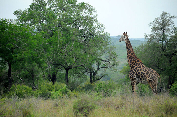 Re: Au paradis ! Compte rendu d'un voyage de 2 petites semaines en Afrique du Sud - L-argonnais Re: Au paradis ! Compte rendu d'un voyage de 2 petites semaines en Afrique du Sud - L-argonnais