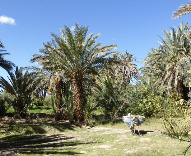 Re: Montagnes,oasis,kasbahs du Maroc  - mimidada