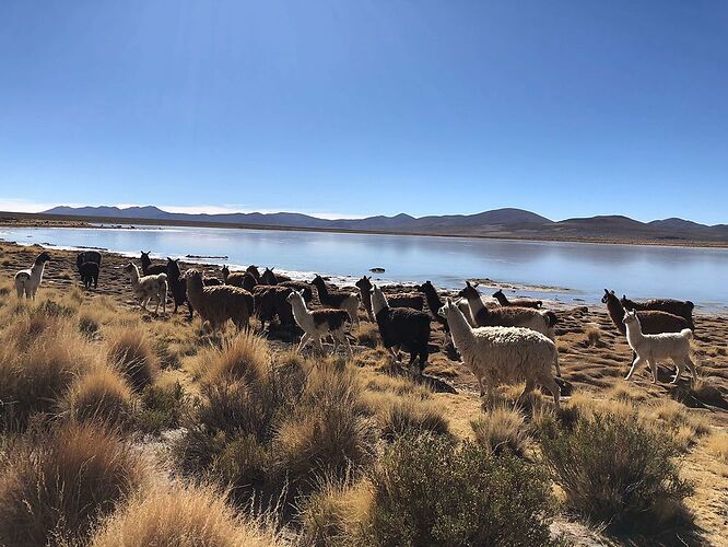 Bolivie - Road Trip de 8 jours  - Nicolas-Locque