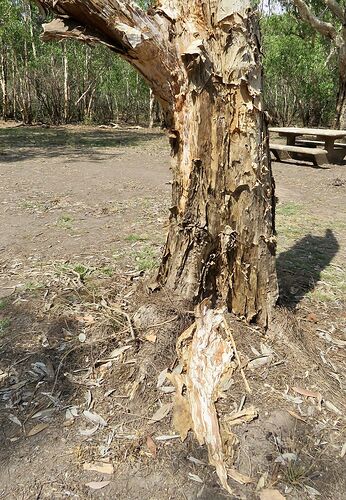 Re: Australie octobre 2017, une semaine autour de Darwin - PATOUTAILLE