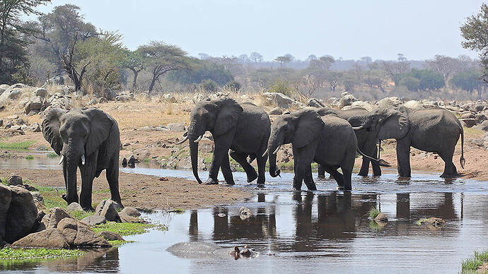 Re: Avis sur notre choix de parcours Tanzanie safari - Zanzibar voyage de noce - puma
