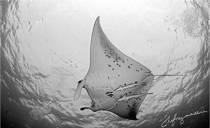 Mantas sur Malé Nord  Lankan - Philomaldives Guide Safaris