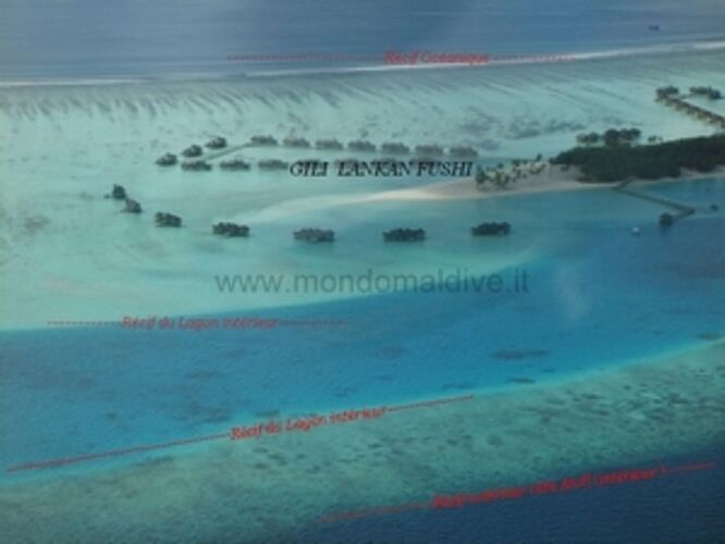 Faune locale et Snorkeling - Philomaldives  Guide  Maldives