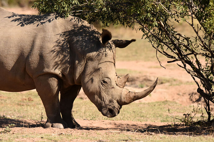 Re: Au paradis ! Compte rendu d'un voyage de 2 petites semaines en Afrique du Sud - L-argonnais Re: Au paradis ! Compte rendu d'un voyage de 2 petites semaines en Afrique du Sud - L-argonnais