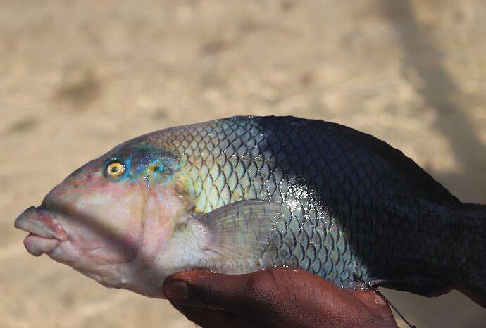 Re: Côte ouest de Tuléar à Morondava - worlder56