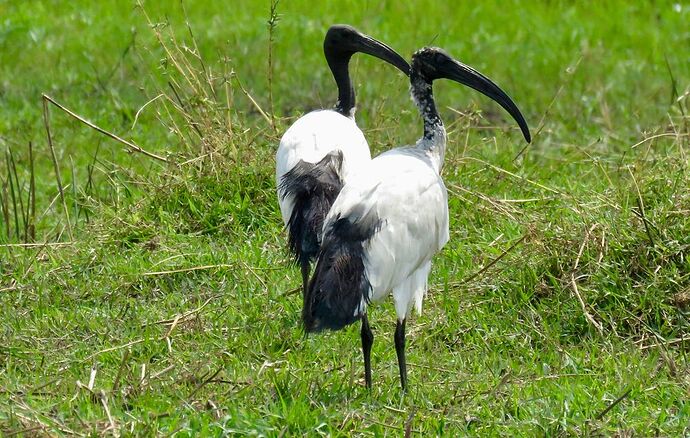 Re: NAMBOTSVIC Namibie- Botswana- Victoria Falls, 3 semaines magiques - PATOUTAILLE