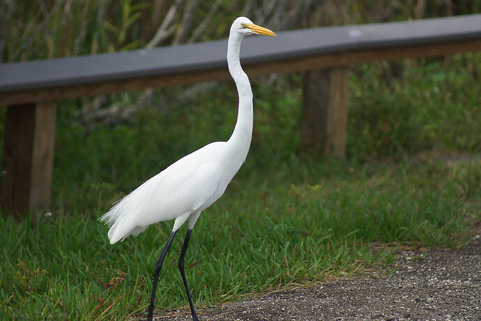 Découverte de le FLORIDE - Les KEYS & Les EVERGLADES - cartesien