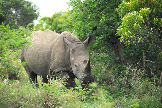 Re: Au paradis ! Compte rendu d'un voyage de 2 petites semaines en Afrique du Sud - L-argonnais Re: Au paradis ! Compte rendu d'un voyage de 2 petites semaines en Afrique du Sud - L-argonnais