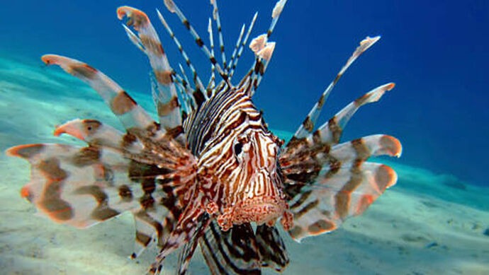 voila a quoi ressemble ce poisson - viajecuba voila a quoi ressemble ce poisson - viajecuba