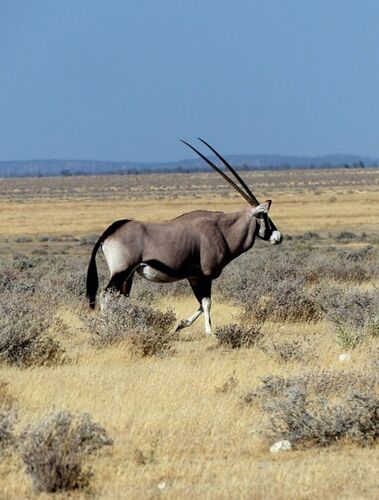 Re: 3 fabuleuses semaines Namibiennes- juillet 2021 - Patbillvoyage