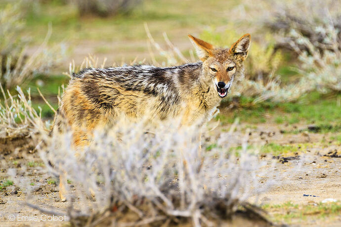 Dernier jour à Etosha - Millie