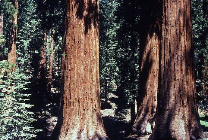 Re: Au pays des sequoias - yensabai