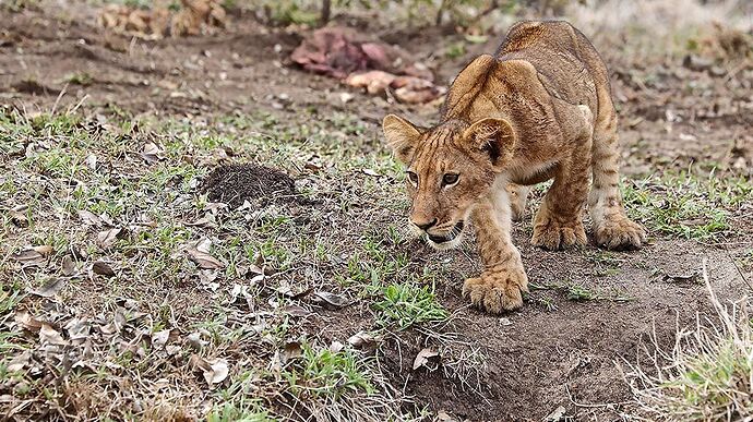 Re: A Sélous & Ruaha, pour le plaisir . - puma