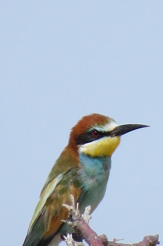 Re: Voyage Photo-ornitho en Namibie - paysages7117