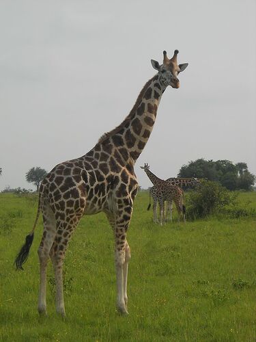 Safaris insolites en Ouganda  - travelshego