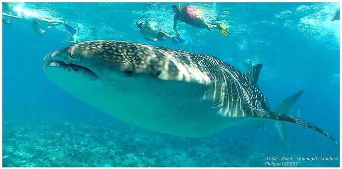 Maldives eau claire !! - Philomaldives Guide Safaris Maldives eau claire !! - Philomaldives Guide Safaris