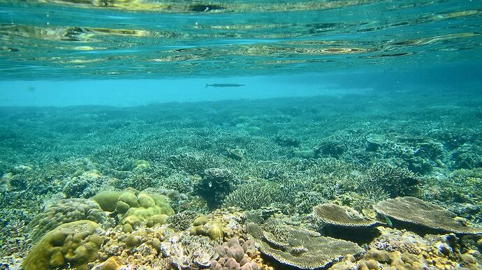 Re: Des Visayas à Palawan, retour de 3 semaines magnifiques! - PATOUTAILLE