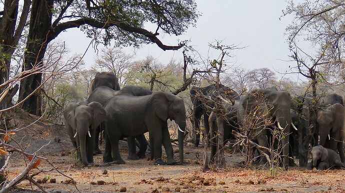 Re: NAMBOTSVIC Namibie- Botswana- Victoria Falls, 3 semaines magiques - PATOUTAILLE