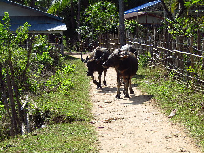 Du Sud au Nord, les milles couleurs du Laos - N-Gwen