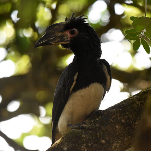 Re: Au paradis ! Compte rendu d'un voyage de 2 petites semaines en Afrique du Sud - L-argonnais Re: Au paradis ! Compte rendu d'un voyage de 2 petites semaines en Afrique du Sud - L-argonnais