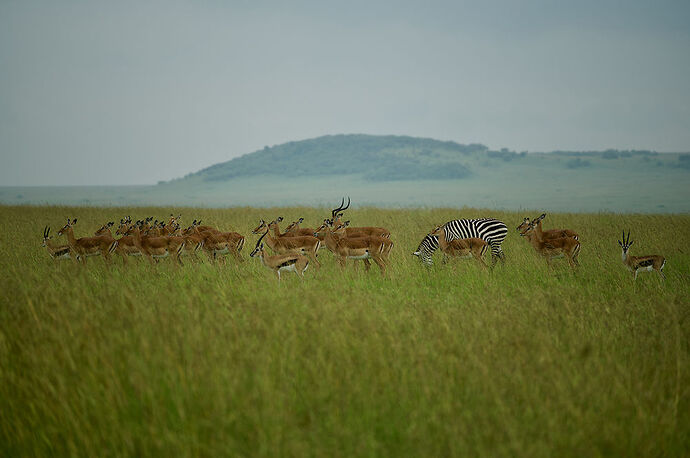 Re: 9 jours au coeur du Masai Mara : « Looking for Imani » - malamille