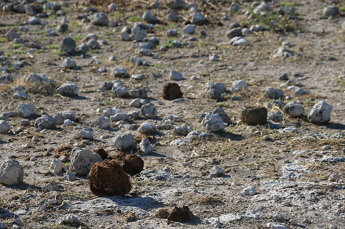 Re: La Namibie en mode tortue - Cathyves