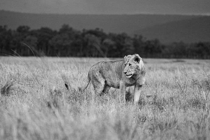 Re: Parenthèse enchantée au Masaï Mara chez Melting Pot Safaris - Mattsupertramp