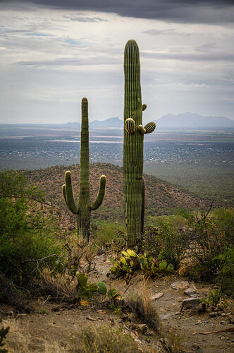 Jeudi 28 Juillet : des cactus encore… et nouveau couac - darth