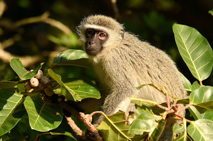 Re: Au paradis ! Compte rendu d'un voyage de 2 petites semaines en Afrique du Sud - L-argonnais Re: Au paradis ! Compte rendu d'un voyage de 2 petites semaines en Afrique du Sud - L-argonnais