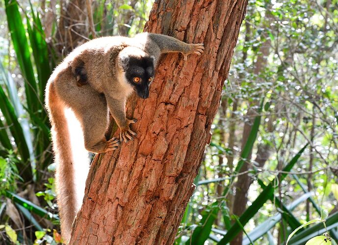 23 jours à Madagascar: Tana, les baobabs, les tsingy, Andasibe, Les Pangalanes, St Marie, Antsirabe - Lezard26 23 jours à Madagascar: Tana, les baobabs, les tsingy, Andasibe, Les Pangalanes, St Marie, Antsirabe - Lezard26