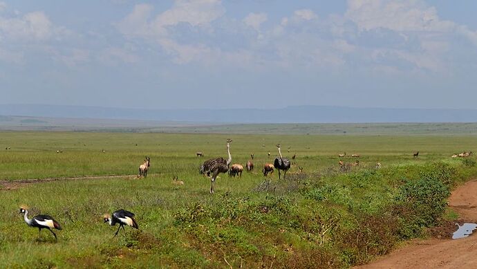 Re: Au coeur du Kenya ; le Kenya dans le coeur - Jmarc71