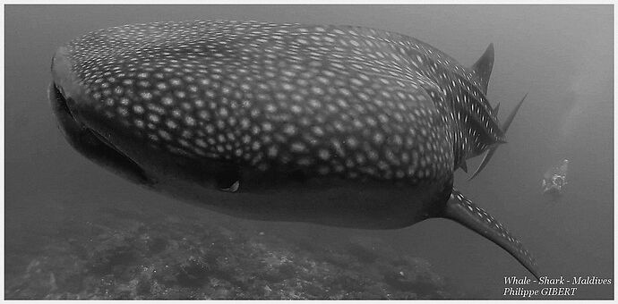 Séjour aux Maldives ! Mars 2023 - Phil Ô Maldives Guide Safaris