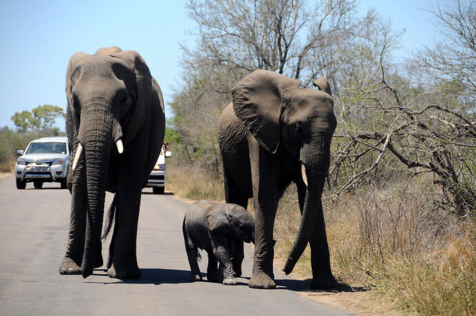 Re: Au paradis ! Compte rendu d'un voyage de 2 petites semaines en Afrique du Sud - L-argonnais Re: Au paradis ! Compte rendu d'un voyage de 2 petites semaines en Afrique du Sud - L-argonnais