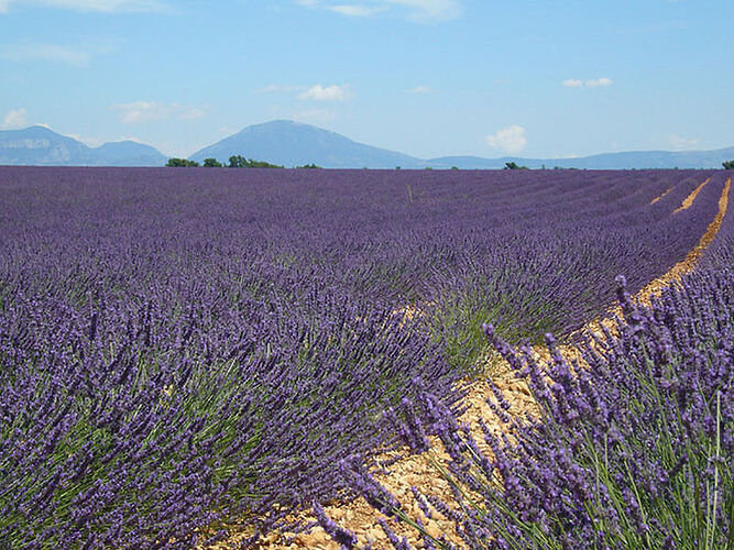 Champs de lavande - Toulonnais