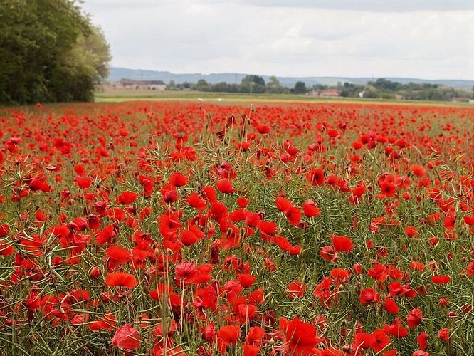 Re: Quels sont les plus beaux endroits pour observer les fleurs du printemps en Europe ? - Paul22