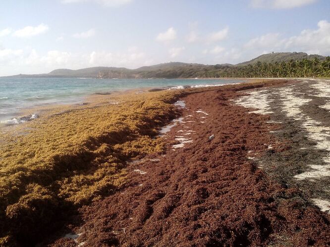 Re: Sargasses ? et quel temps actuellement en Martinique... - Madikéra Re: Sargasses ? et quel temps actuellement en Martinique... - Madikéra