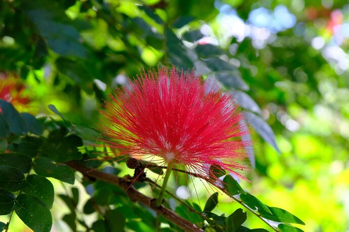 A la découverte du Tropical North Queensland - CelCed6