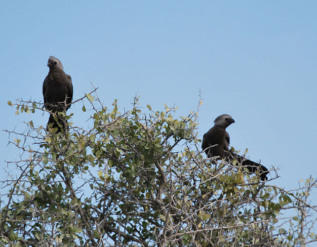 Récit d'un merveilleux voyage en Namibie j3 - llce