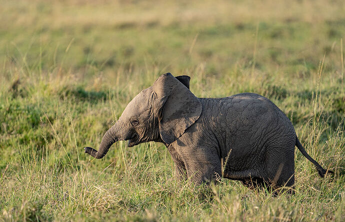 Re: Parenthèse enchantée au Masaï Mara chez Melting Pot Safaris - Mattsupertramp