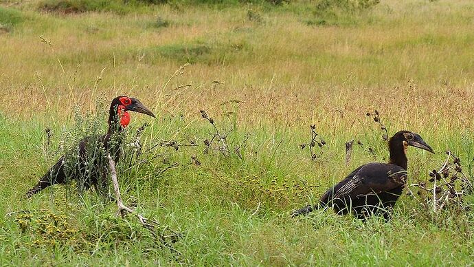 Re: Au coeur du Kenya ; le Kenya dans le coeur - Jmarc71