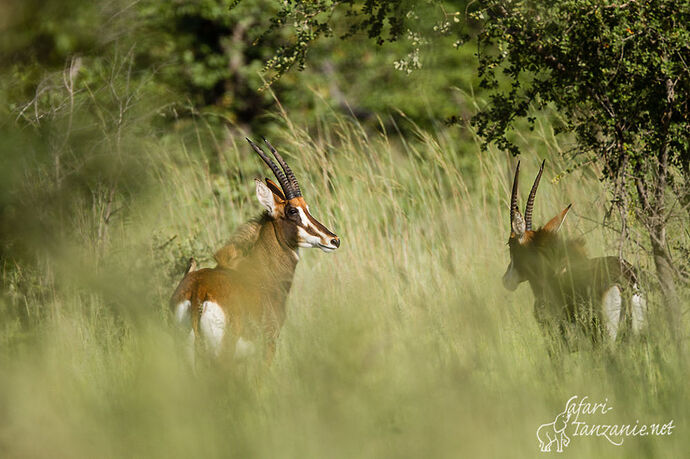 Je suis à Ruaha - BLESL