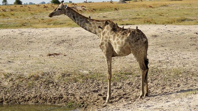 Re: NAMBOTSVIC Namibie- Botswana- Victoria Falls, 3 semaines magiques - PATOUTAILLE