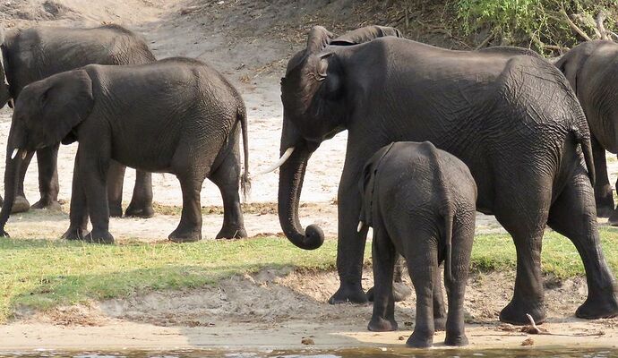 Re: NAMBOTSVIC Namibie- Botswana- Victoria Falls, 3 semaines magiques - PATOUTAILLE