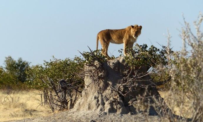 Re: 3 fabuleuses semaines Namibiennes- juillet 2021 - Patbillvoyage