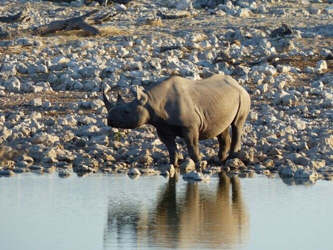 Re: 3 fabuleuses semaines Namibiennes- juillet 2021 - Patbillvoyage