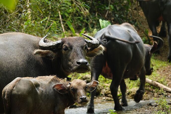 Expérience séjour d'une semaine a Luang prabang - Pierrotdelaluna