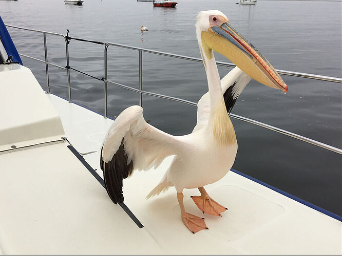 J10, Catamaran Charter Dolphin Cruise et Dune 7 - llce